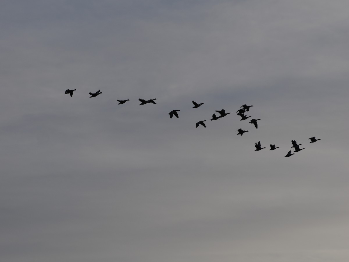 Pink-footed Goose - ML644407083