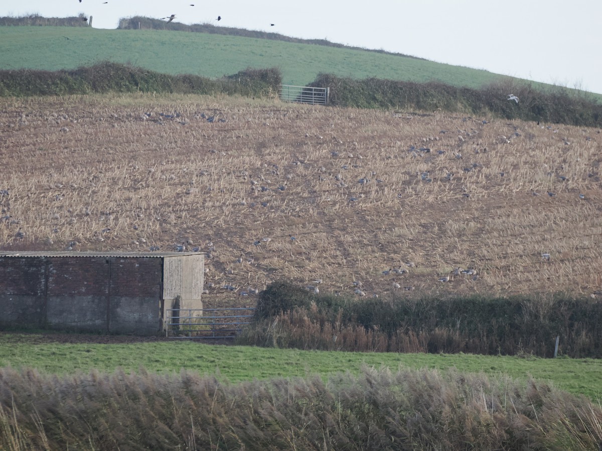 Pink-footed Goose - ML644407088