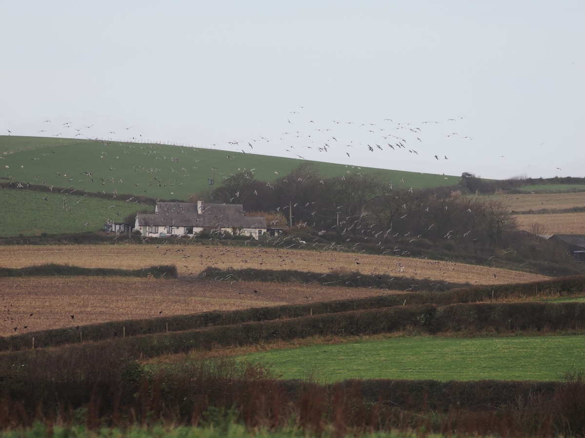 Pink-footed Goose - ML644407089