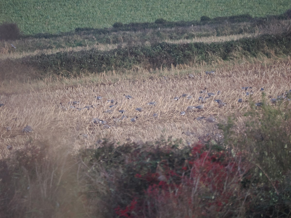 Pink-footed Goose - ML644407091