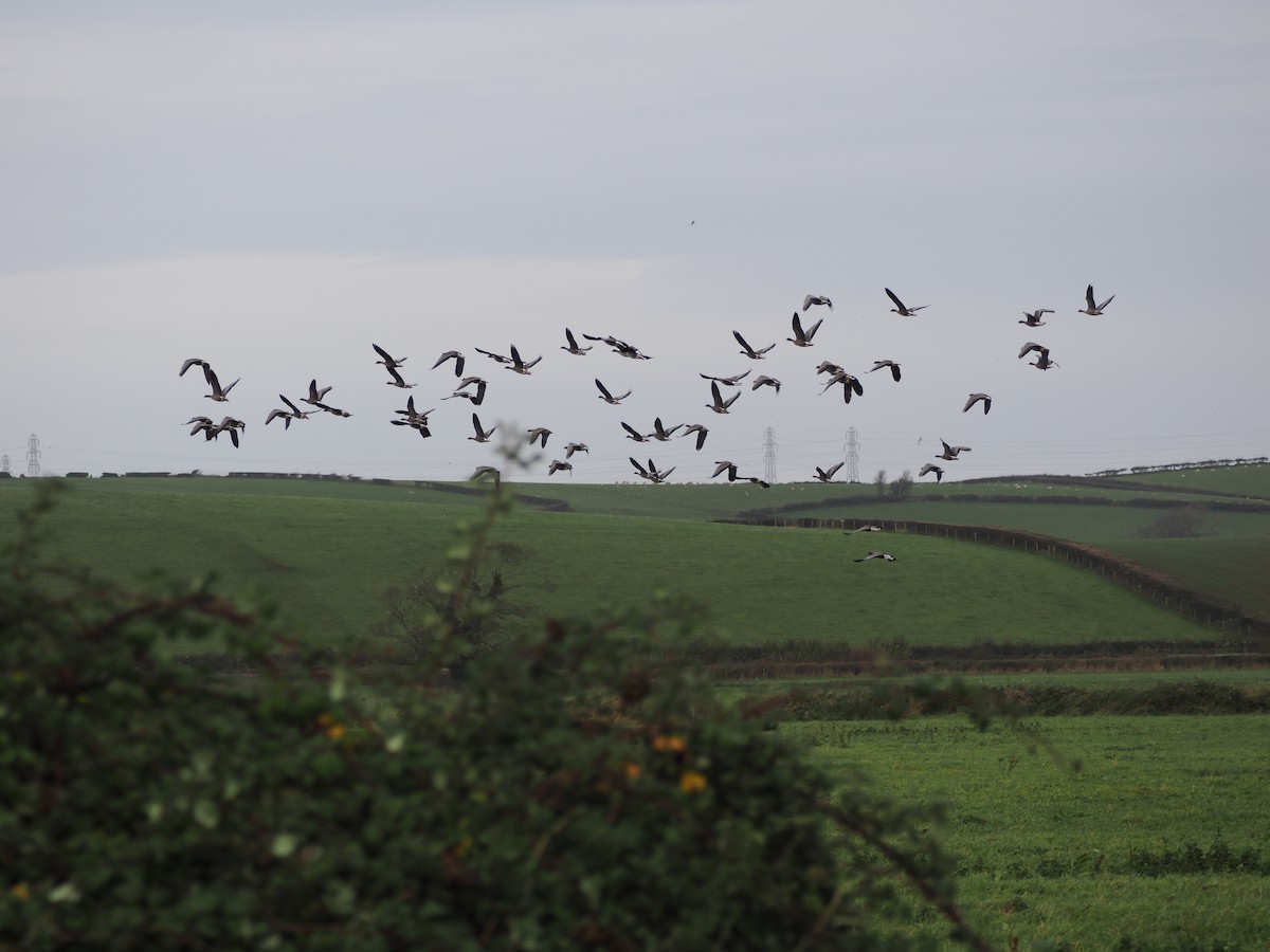 Pink-footed Goose - ML644407092