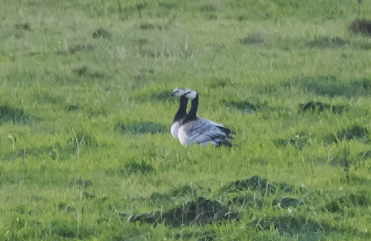 Цагаан шанаат галуу - ML644407100