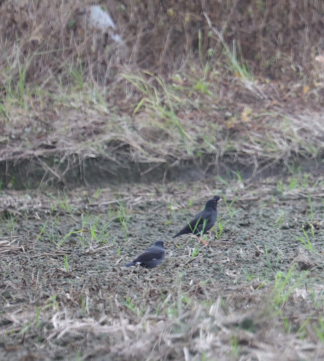 ハッカチョウ - ML644407107