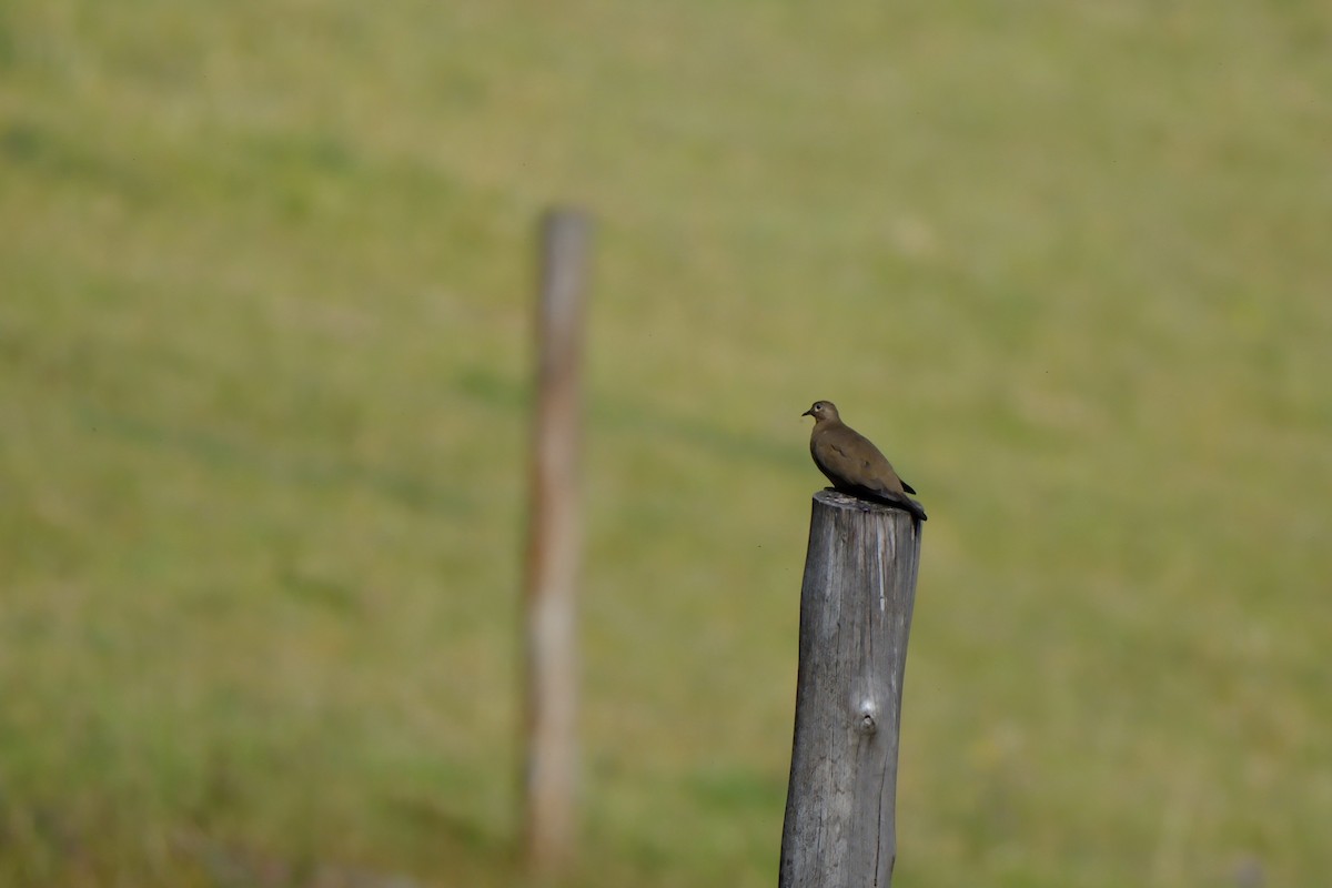 Black-winged Ground Dove - ML644407109