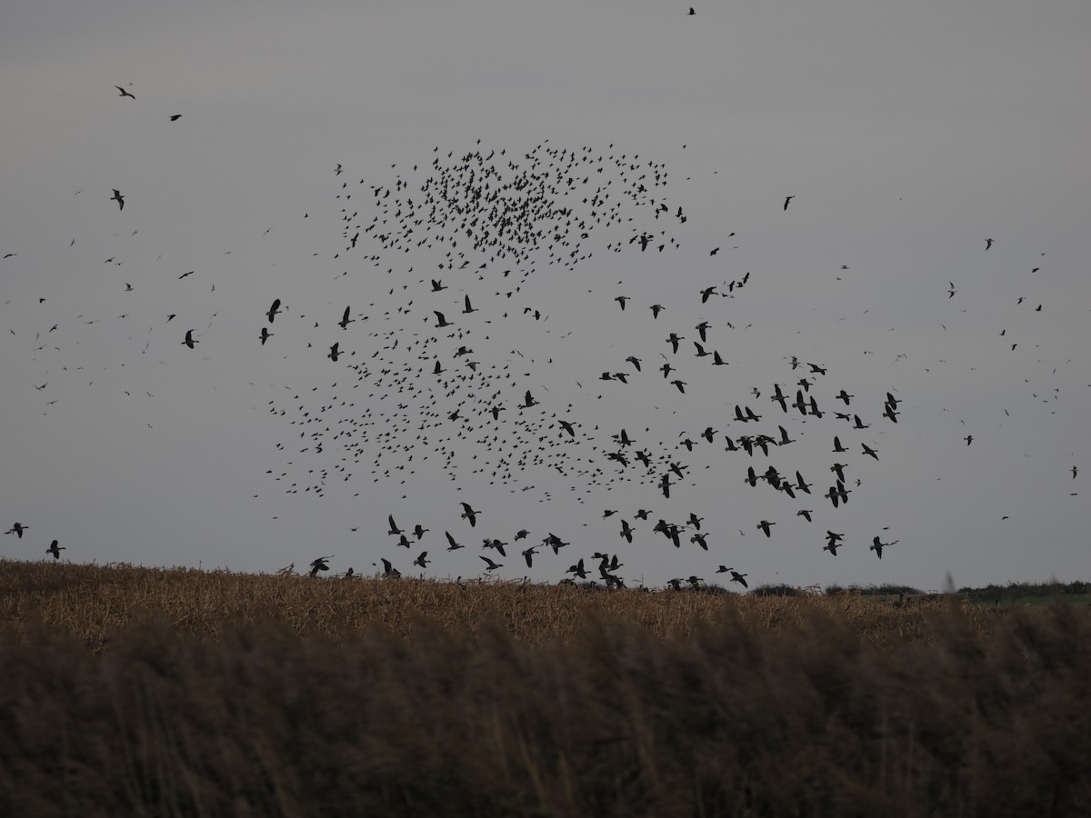 European Starling - ML644407113
