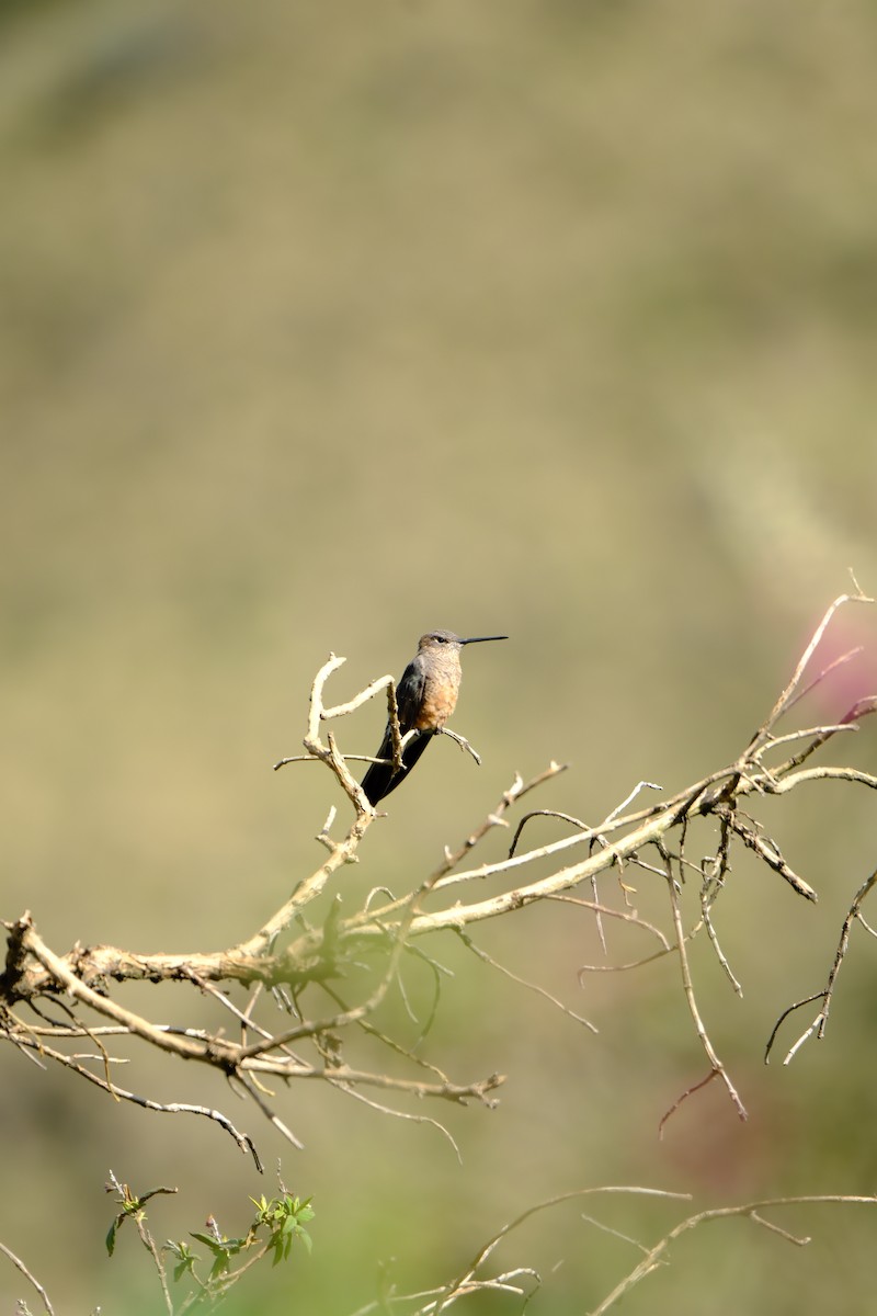 Giant Hummingbird - ML644407118