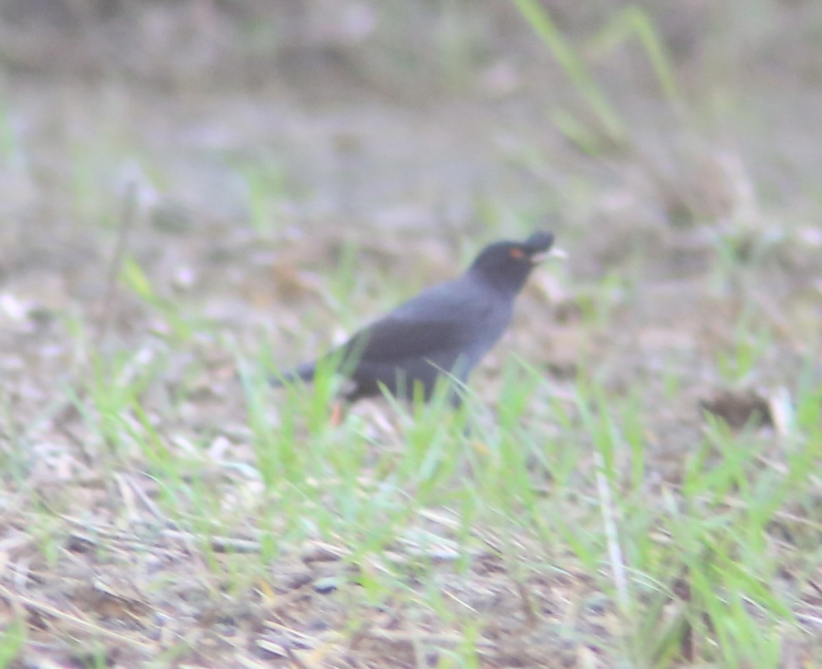 ハッカチョウ - ML644407125