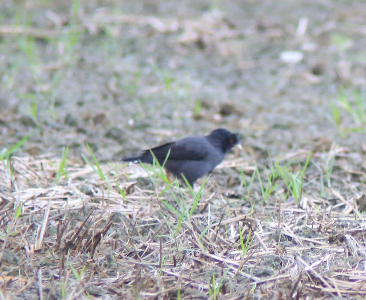 ハッカチョウ - ML644407127