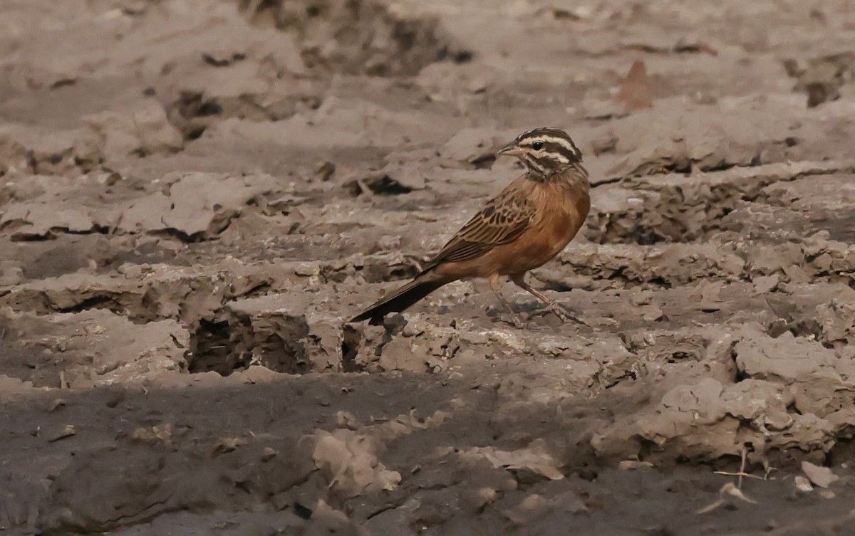 Cinnamon-breasted Bunting - ML644407128