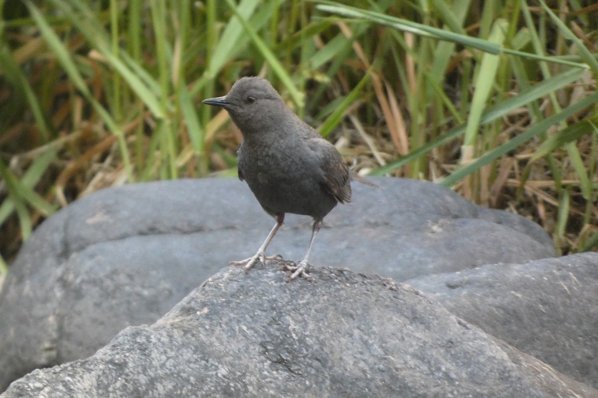 gråfossekall - ML644407155