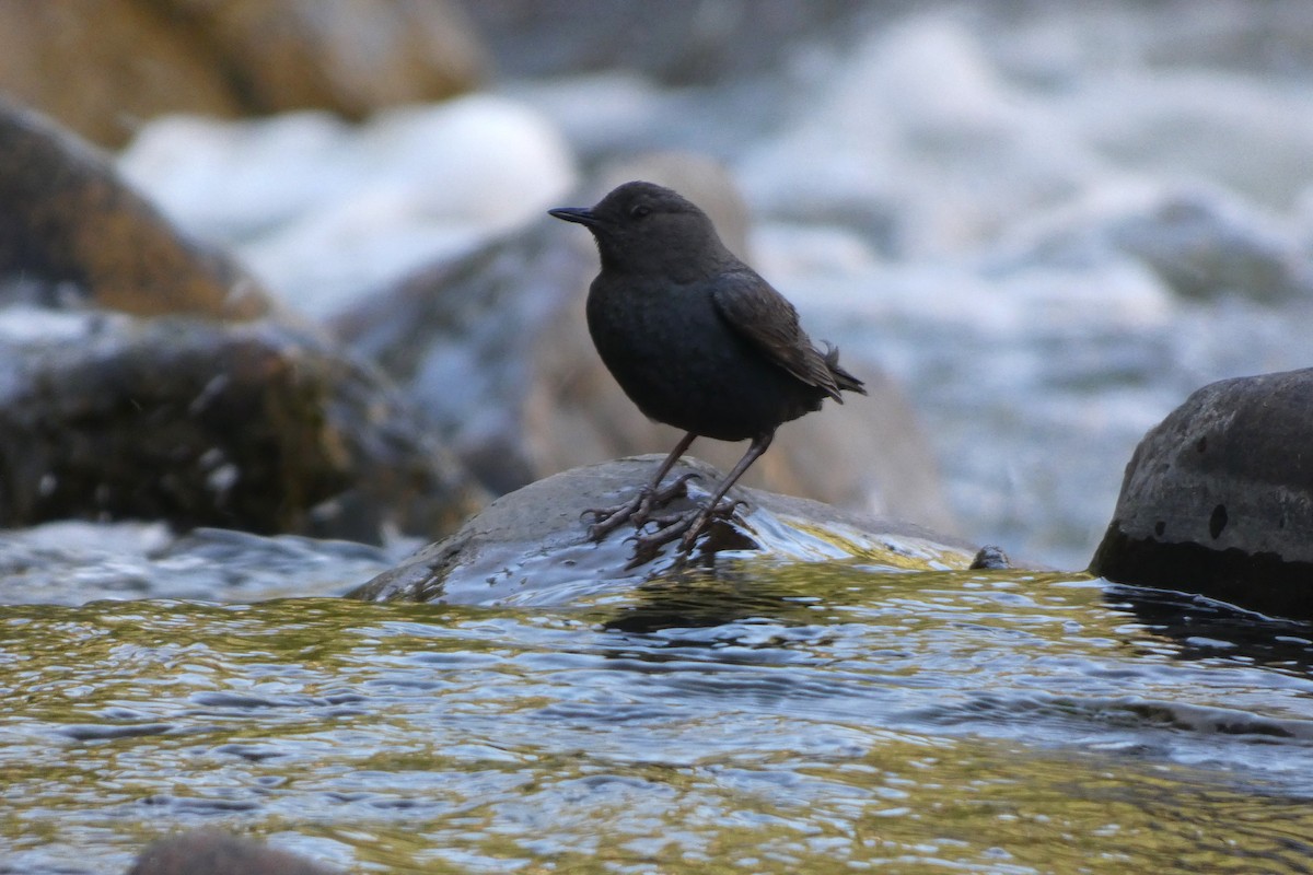 gråfossekall - ML644407156