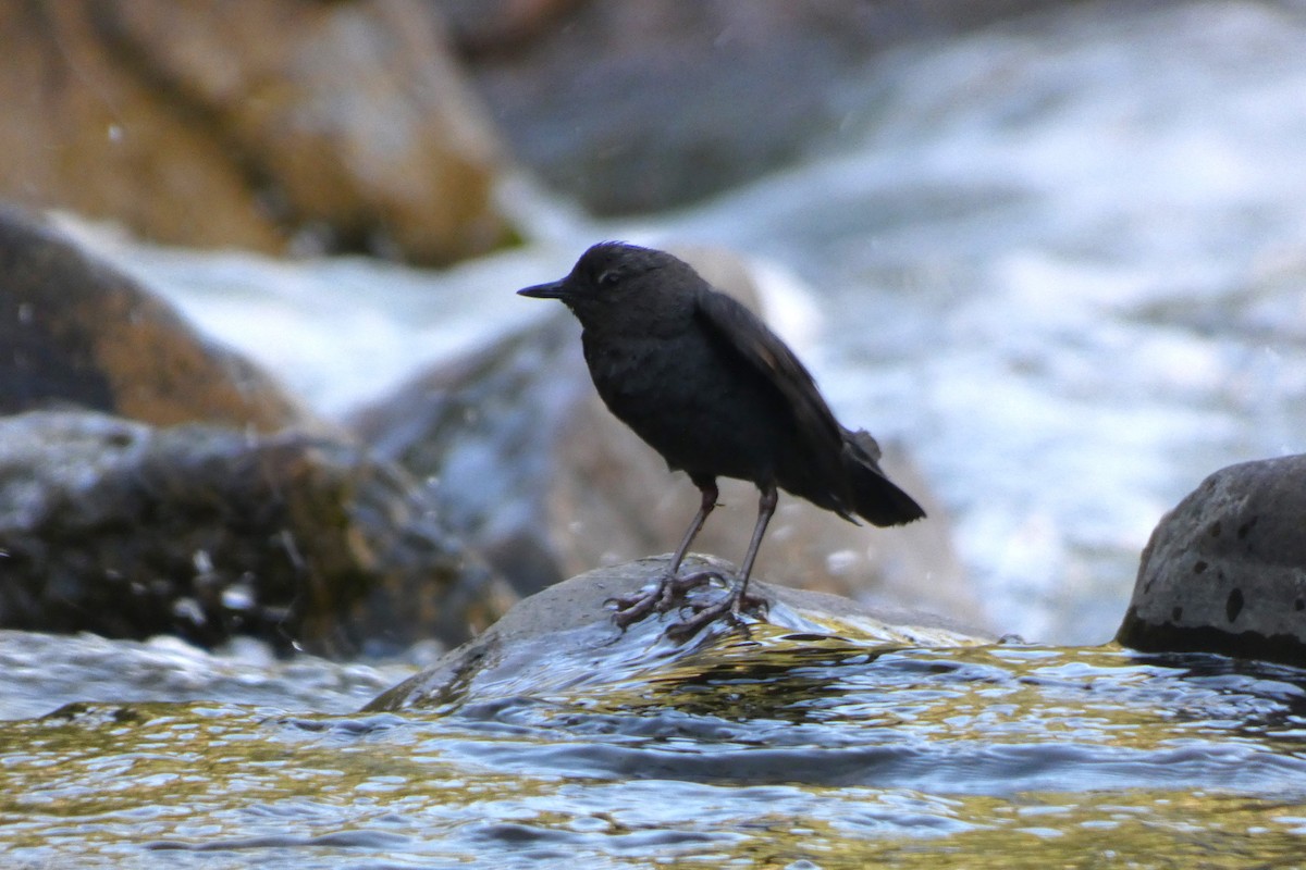 gråfossekall - ML644407157