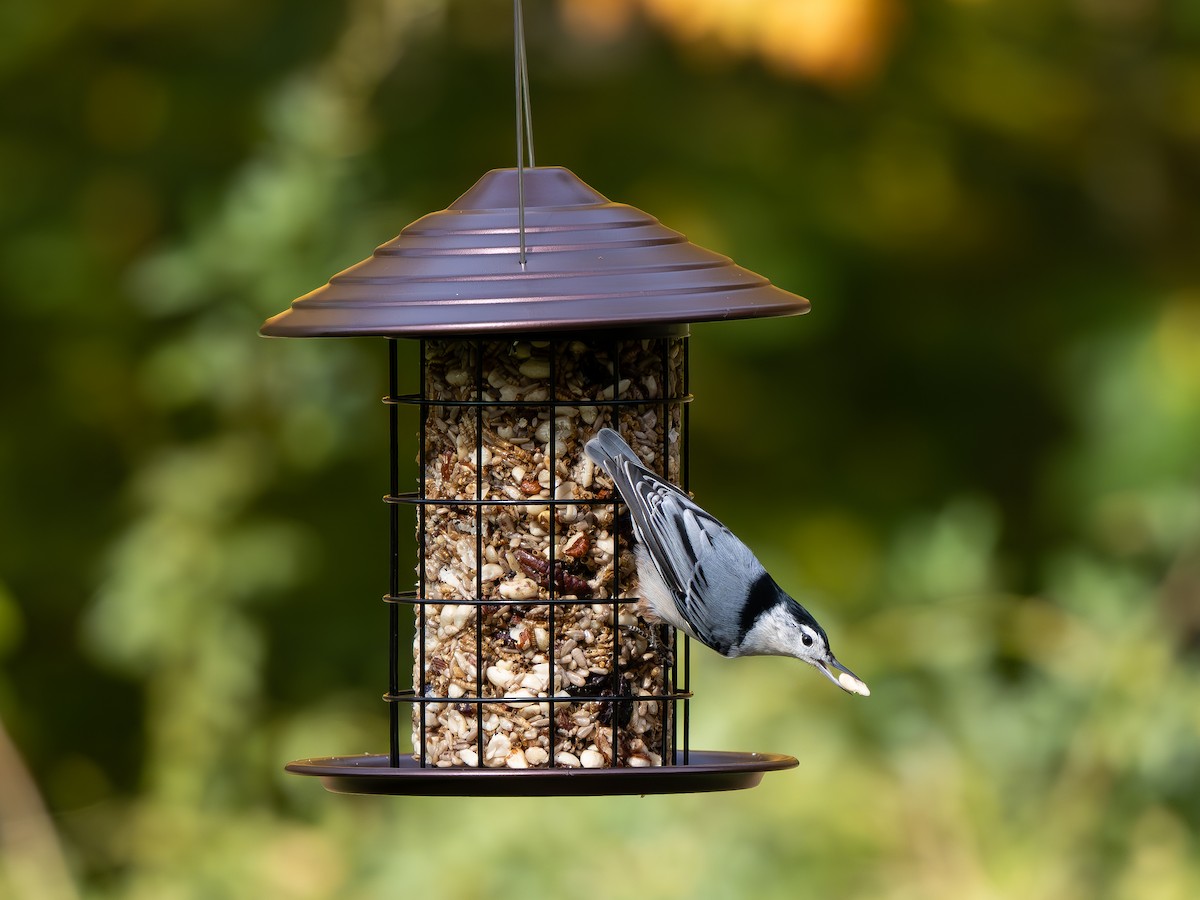 brhlík běloprsý - ML644407169