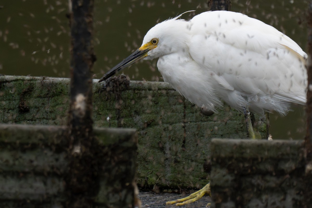 ユキコサギ - ML644407189