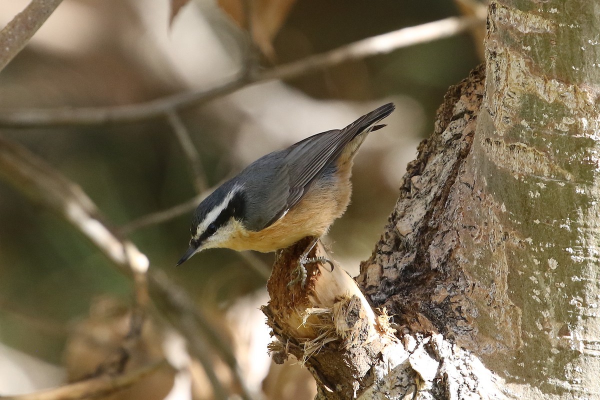 Red-breasted Nuthatch - ML644407191