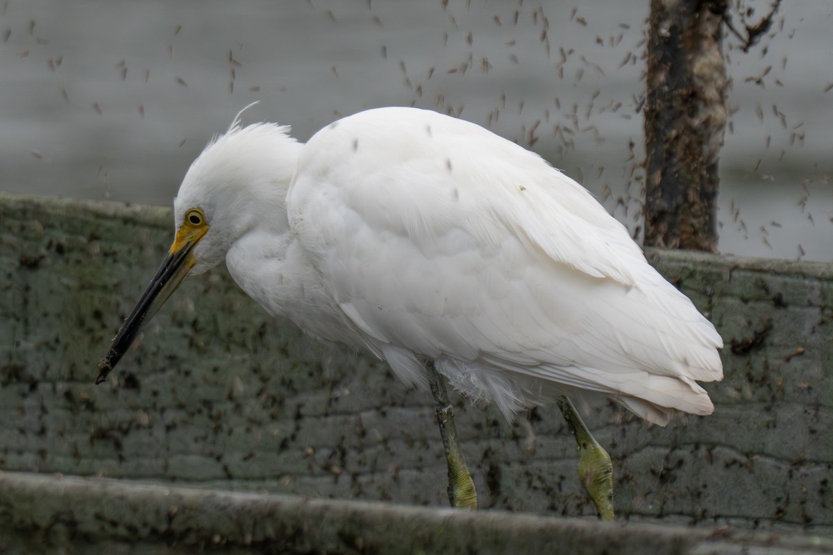 ユキコサギ - ML644407195