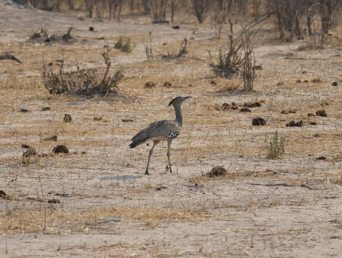 Kori Toyu - ML644407196