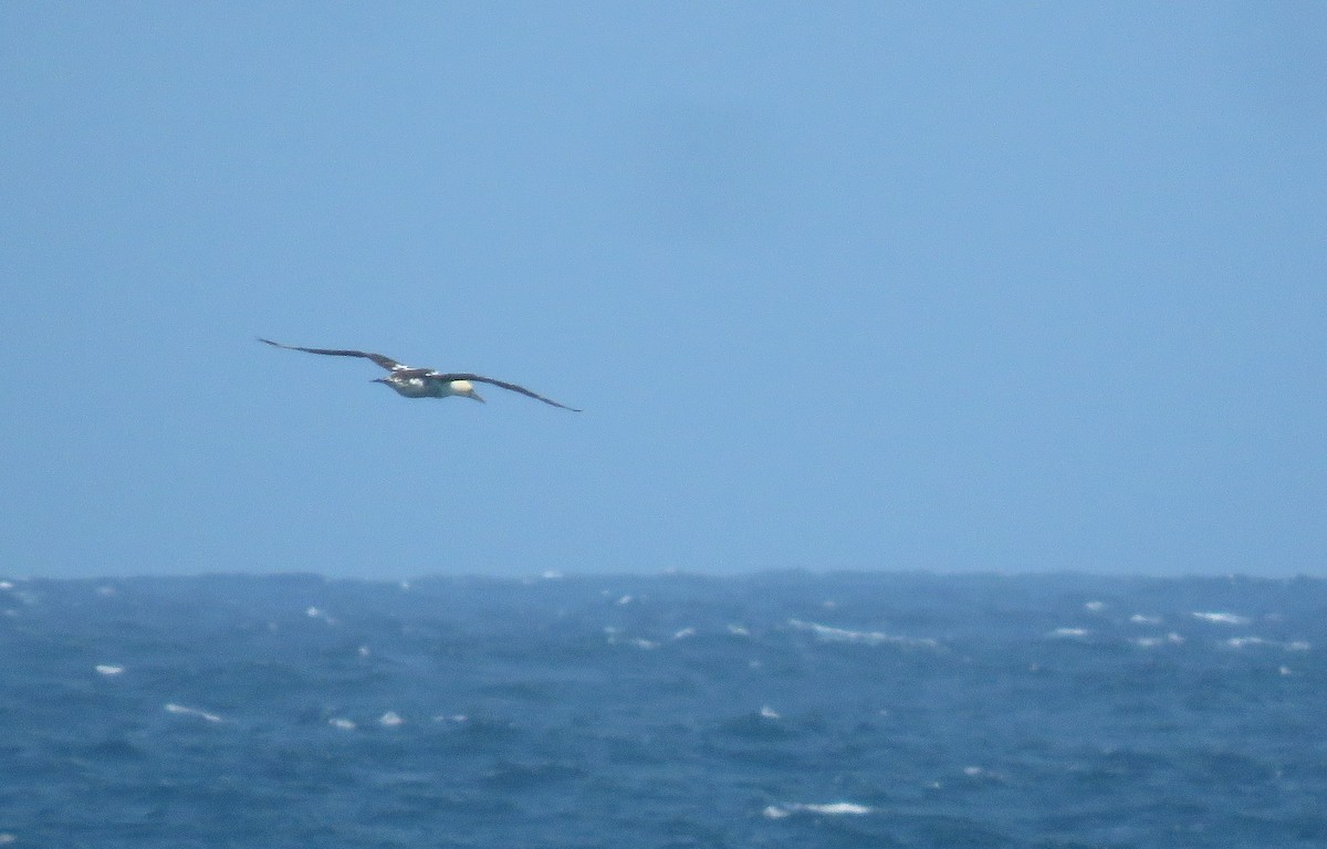 Cape Gannet - ML644407197