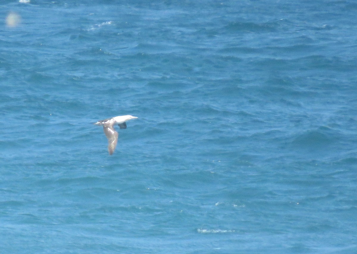 Cape Gannet - ML644407200
