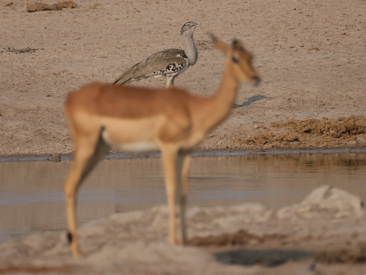 Kori Toyu - ML644407209