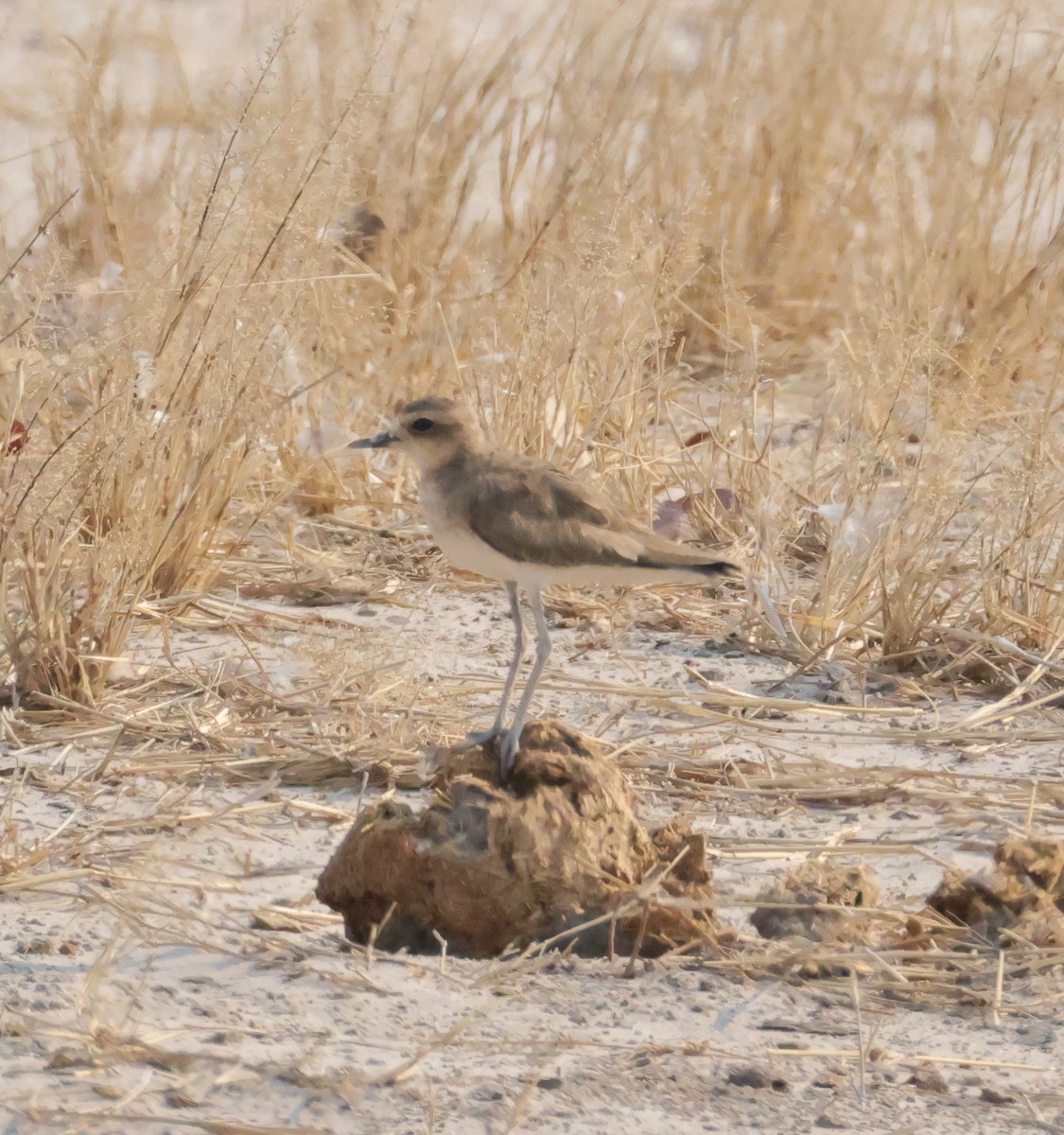 Wermutregenpfeifer - ML644407220