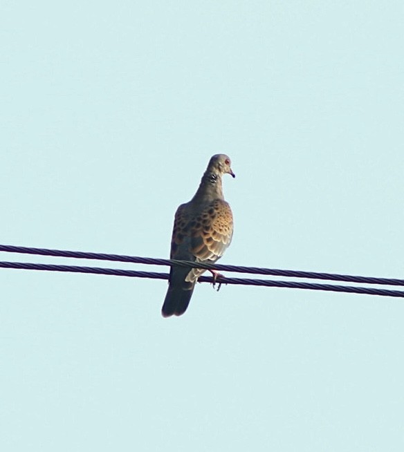 Oriental Turtle-Dove - ML644407230