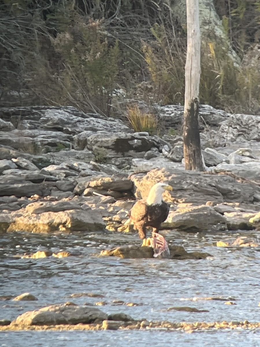 Белоголовый орлан - ML644407241