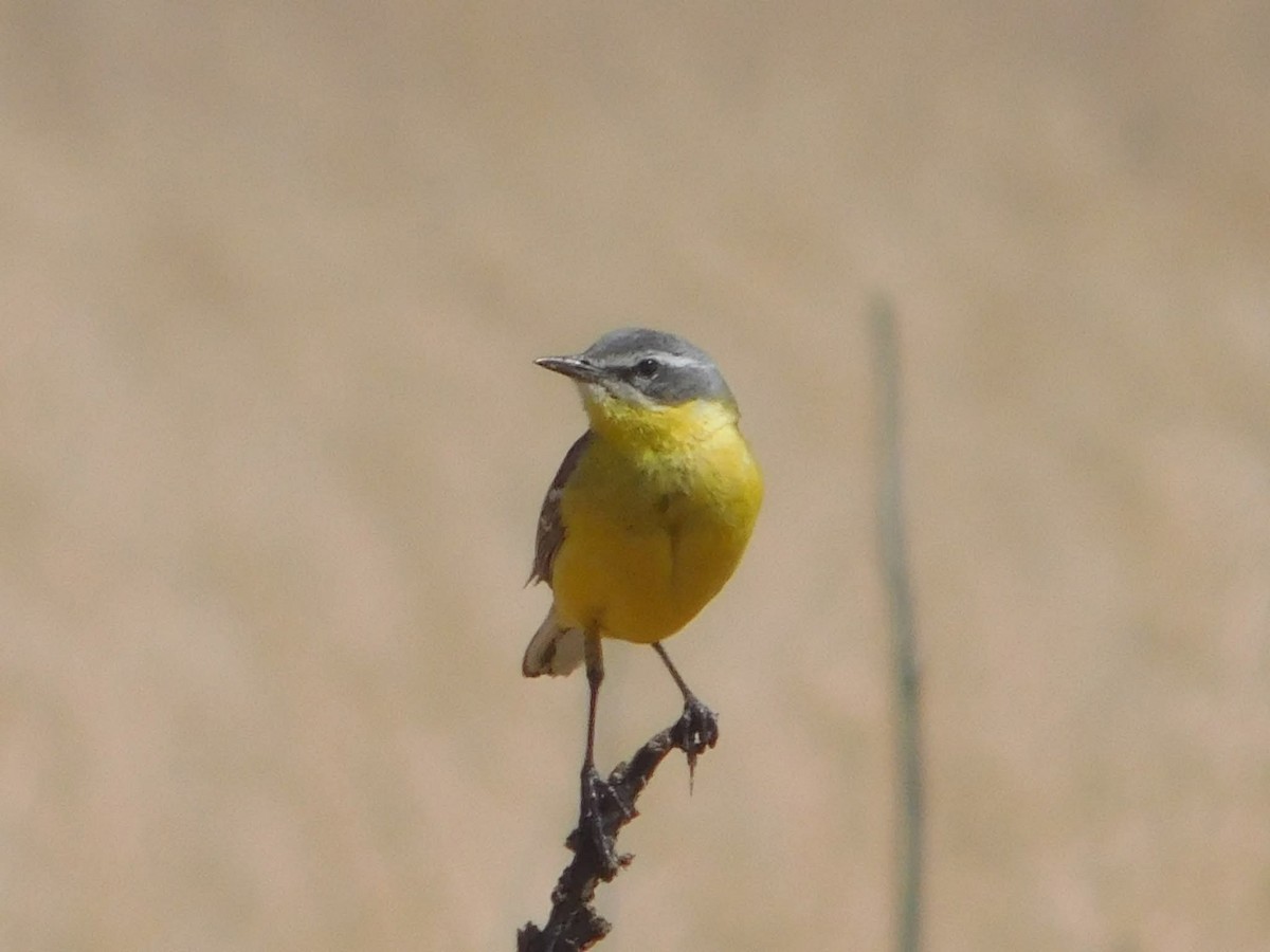 gulerle - ML644407282