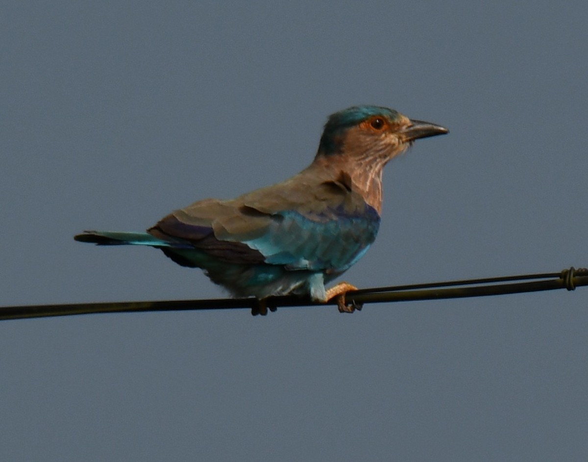 Indian Roller - ML644407283