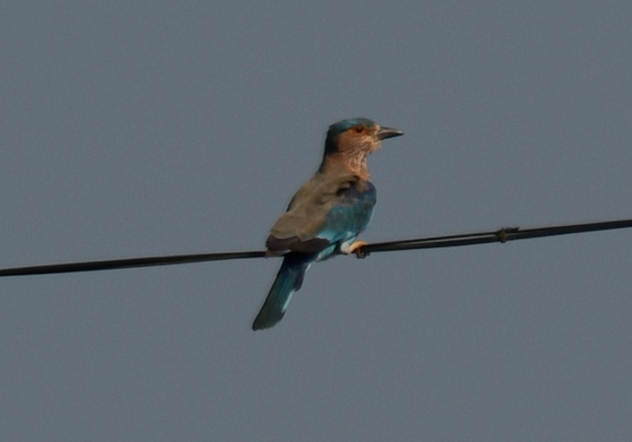 Indian Roller - ML644407292