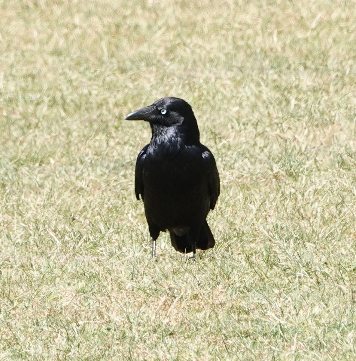 Южноавстралийский ворон - ML644407293