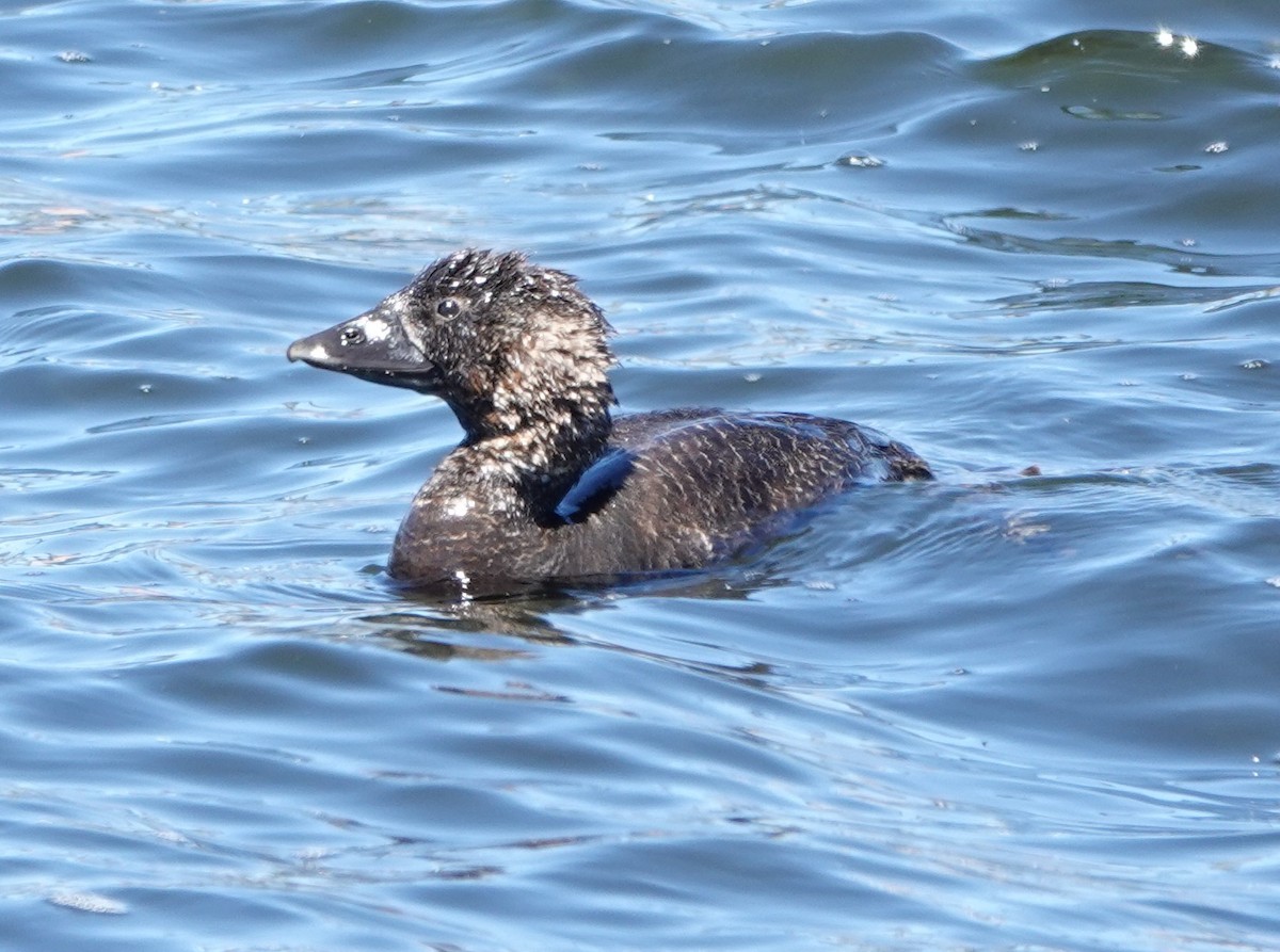 Musk Duck - ML644407337