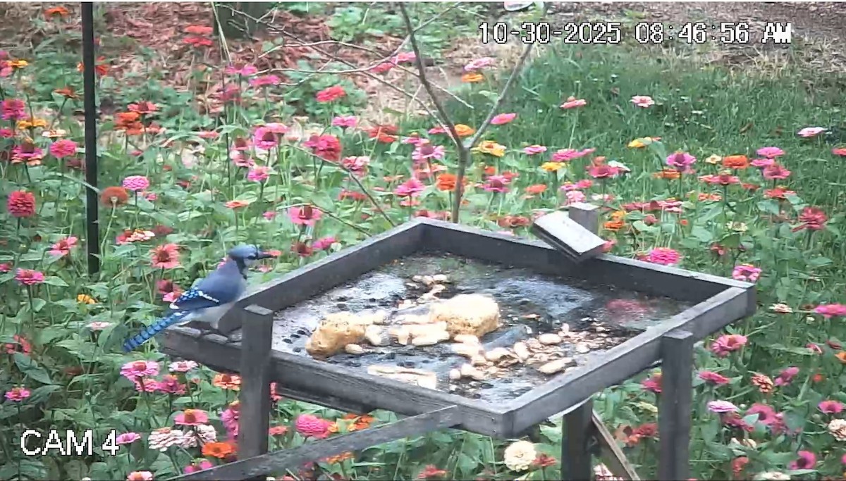 Голубая сойка - ML644407341