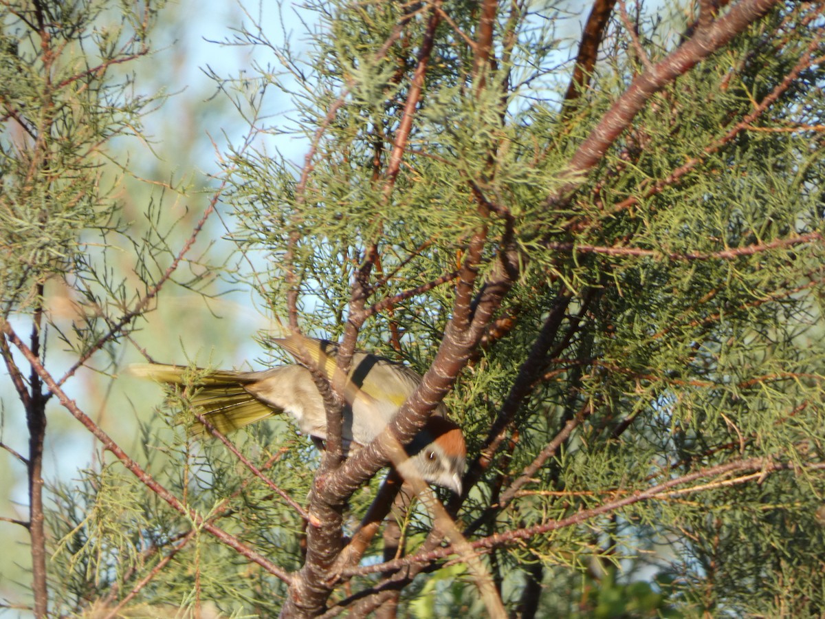 Green-tailed Towhee - ML644407346