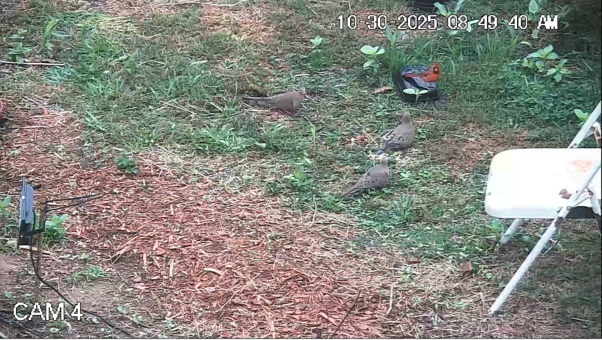 Плачущая горлица - ML644407347