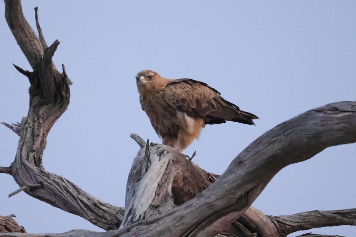 Tawny Eagle - ML644407353