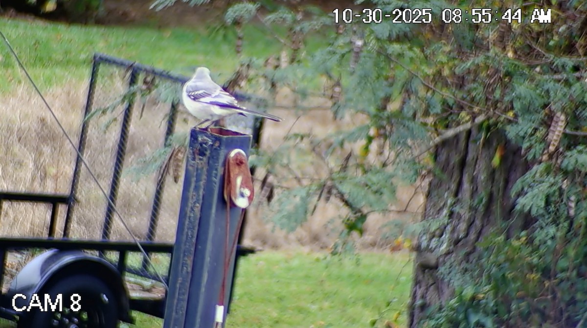 Многоголосый пересмешник - ML644407357