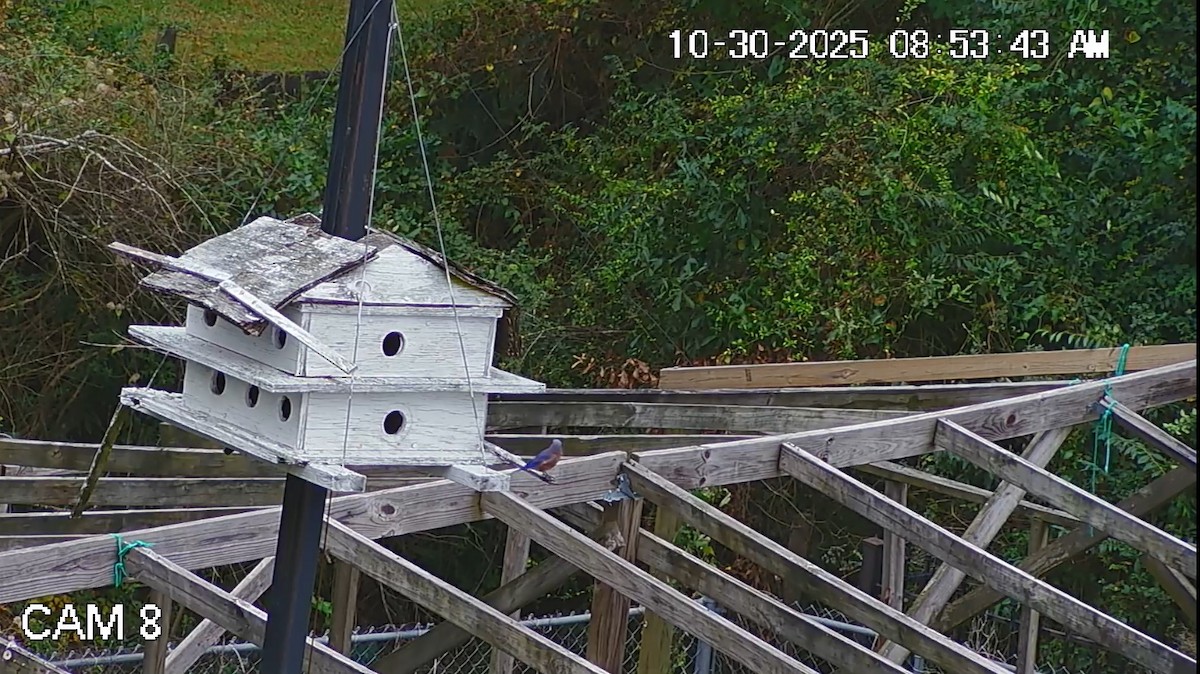 Восточная сиалия - ML644407362