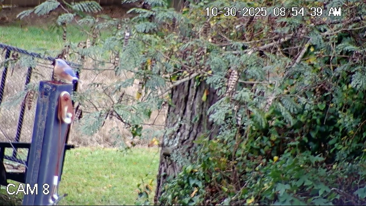 Восточная сиалия - ML644407363