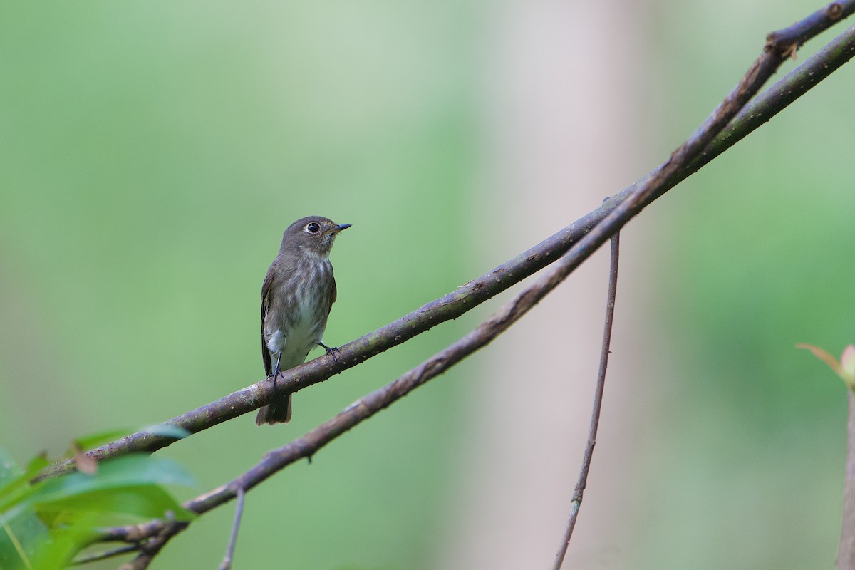 gråflankefluesnapper - ML644407364