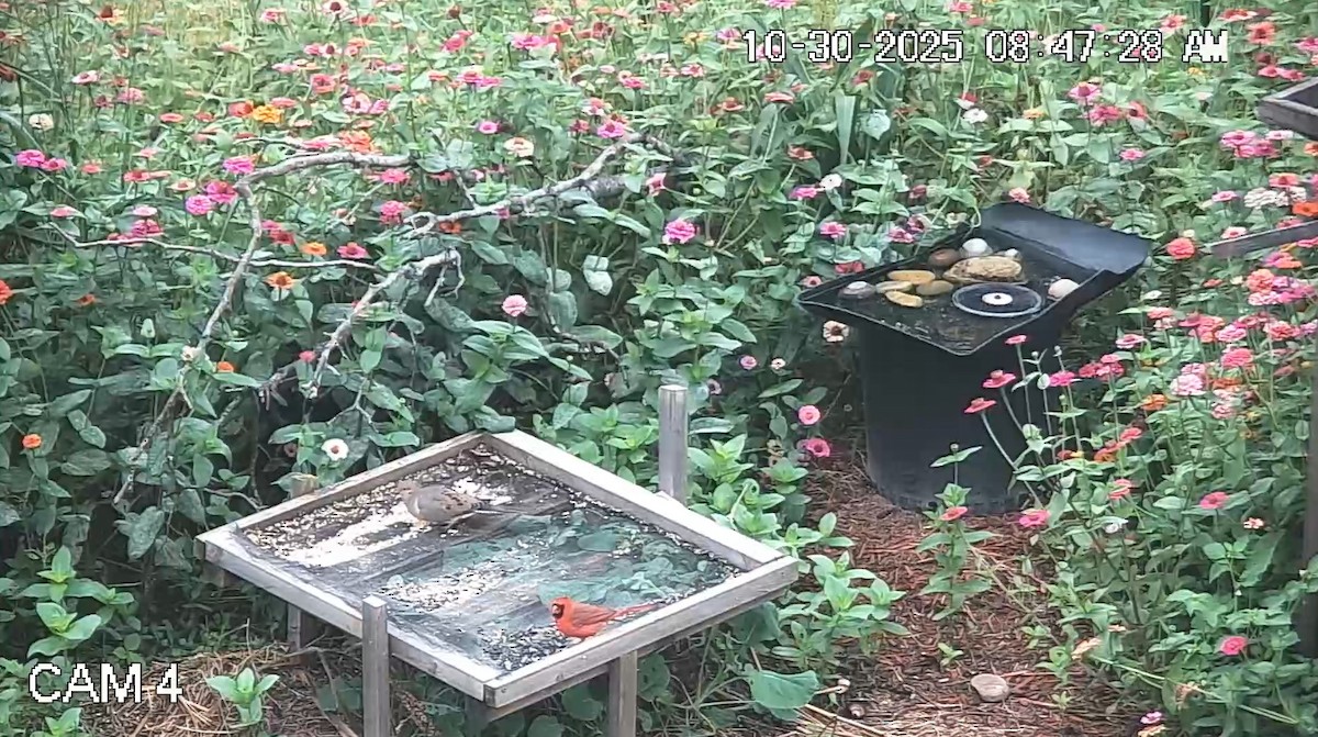 Красный кардинал - ML644407366