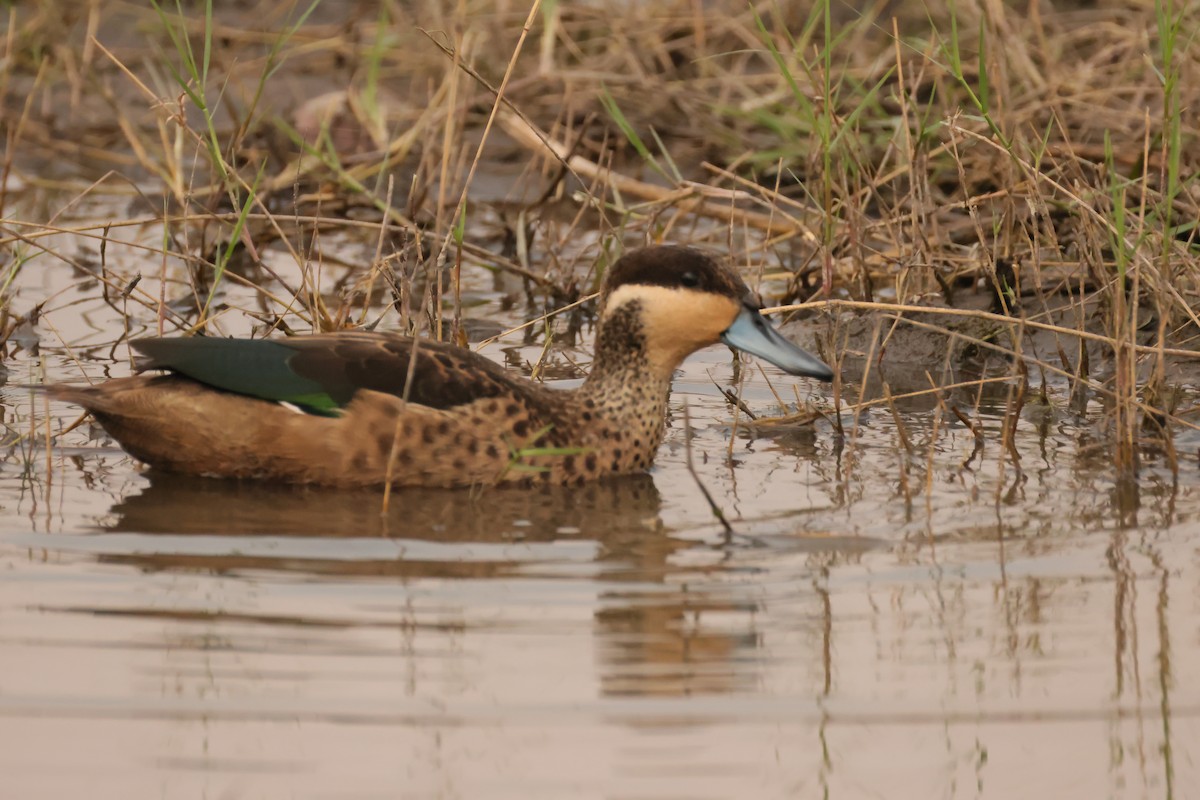 Pünktchenente - ML644407367