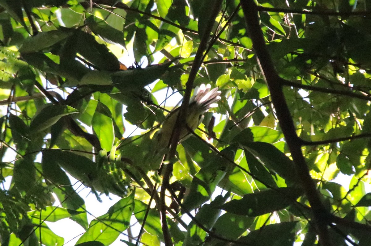 Rufous-margined Antwren - ML644407370