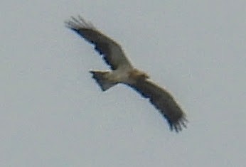 Indian Spotted Eagle - ML644407374