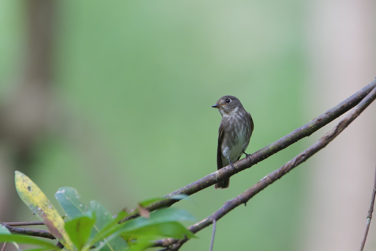 gråflankefluesnapper - ML644407376