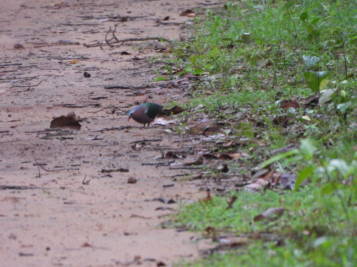 Asian Emerald Dove - ML644407378