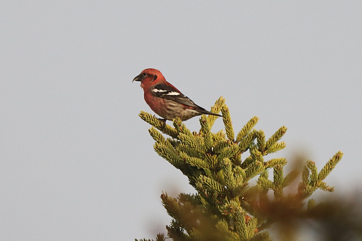 White-winged Crossbill - ML644407380