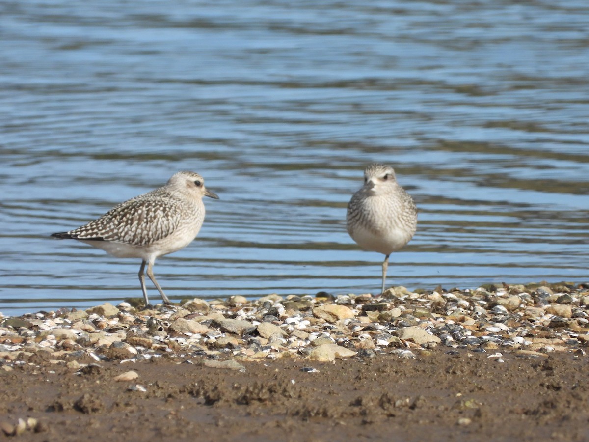 Pivieressa - ML644407381