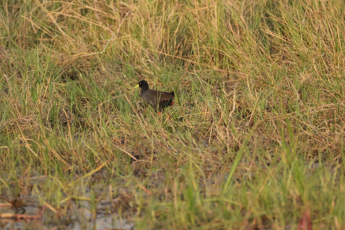 Black Crake - ML644407385