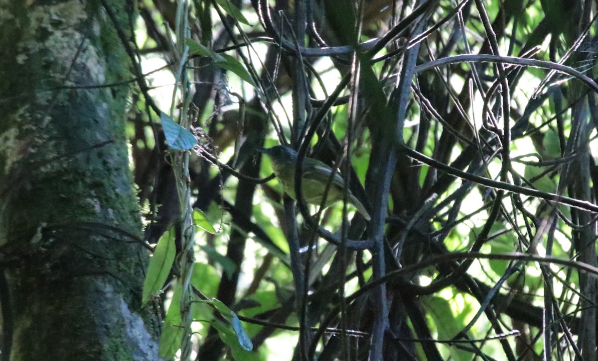 Spot-breasted Antvireo - ML644407402